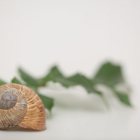 Slavnosti a chytrosti